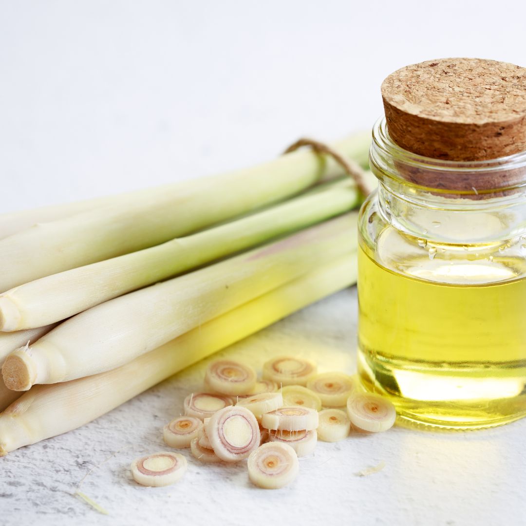 Limoncillo: beneficios, usos y el poder de su aceite esencial