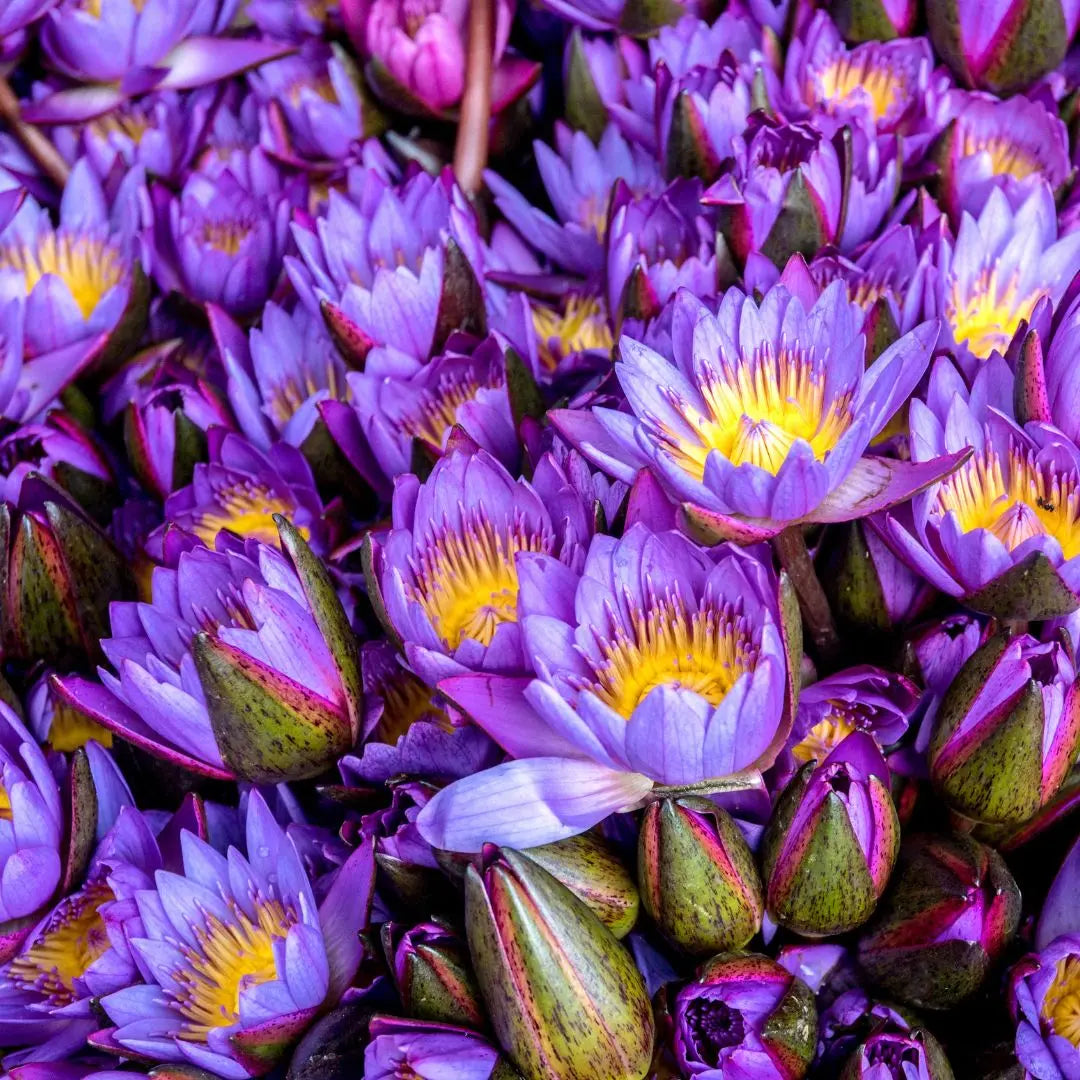 blue lotus