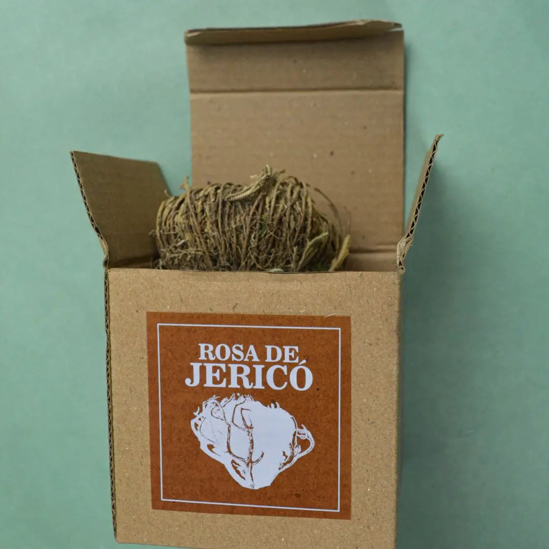 Rosa de Jerico - Teraviva