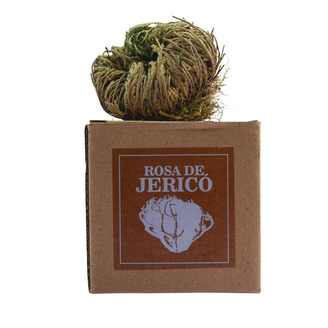 Rosa de Jerico - Teraviva
