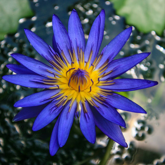blue lotus