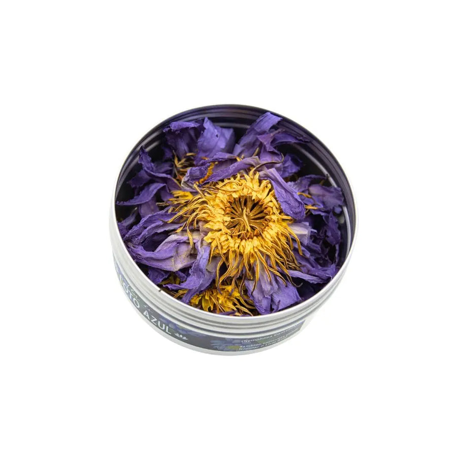 Flor de loto azul - Teraviva